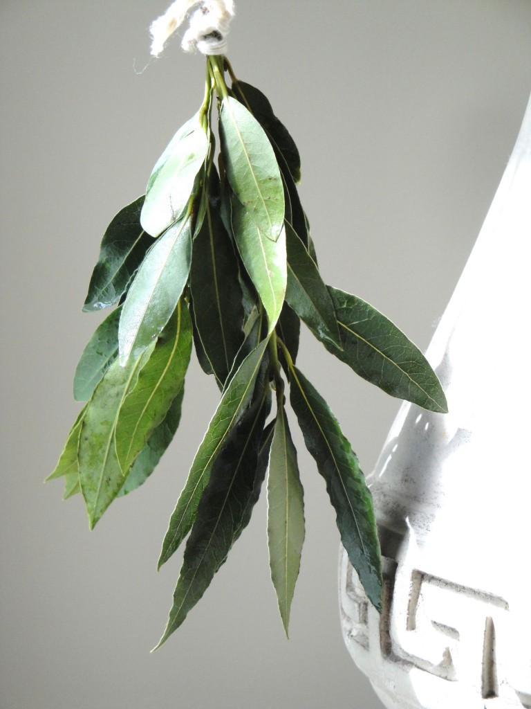Drying fresh Bay leaves